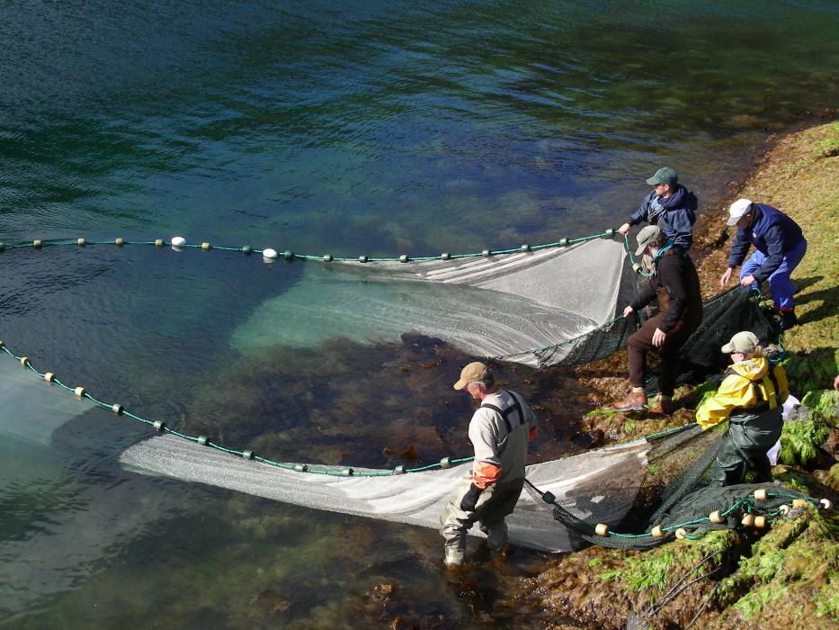 Five fishermen stand on the shore of a lake, reeling in a large seine fishing net