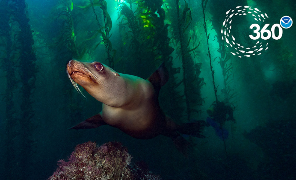 Virtual dive with sea lions in Channel Islands National Marine Sanctuary.