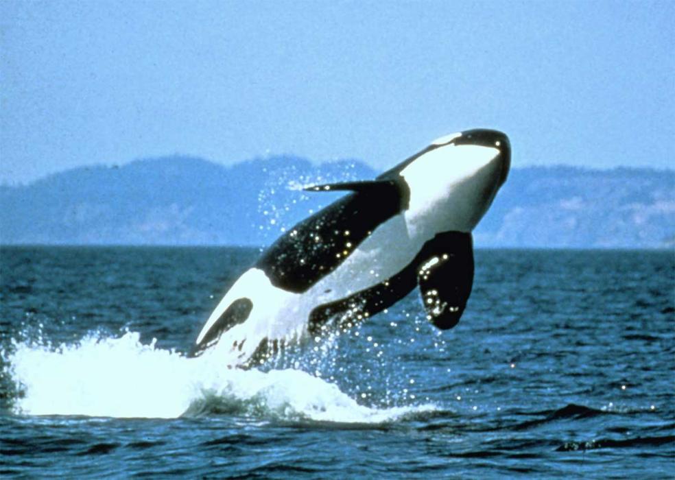 Orca Whale in the Monterey Bay National Marine Sanctuary