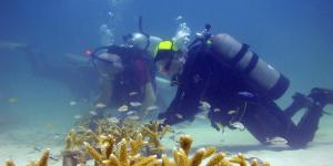 Coral restoration in the Florida Keys (NOAA)